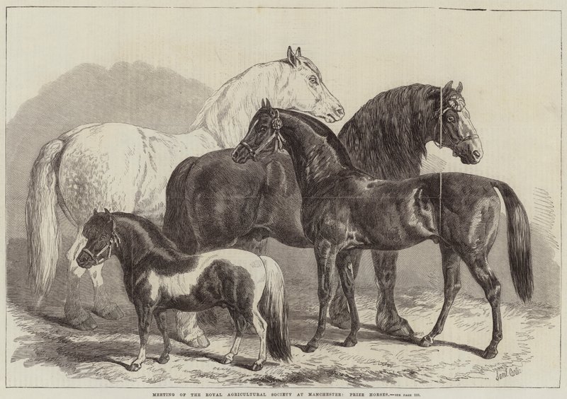 Møte i Royal Agricultural Society i Manchester, Prize Horses av Samuel John Carter