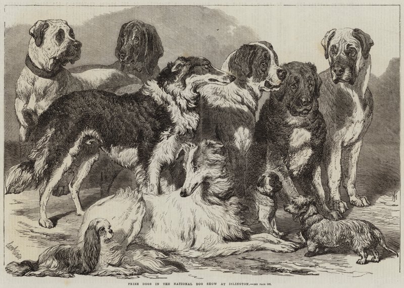 Premiehunder i National Dog Show på Islington av Samuel John Carter