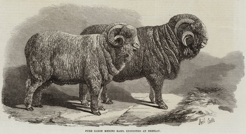 Pure Saxon Merino Rams, utstilt på Breslau av Samuel John Carter