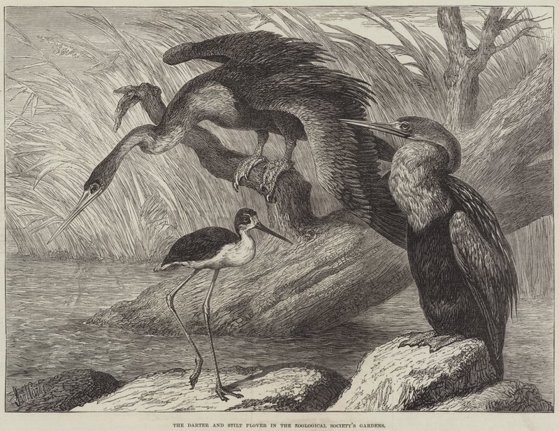 Darter og Stylt Plover i Zoological Society