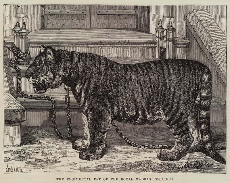 Regimental Pet of the Royal Madras Fusiliers av Samuel John Carter