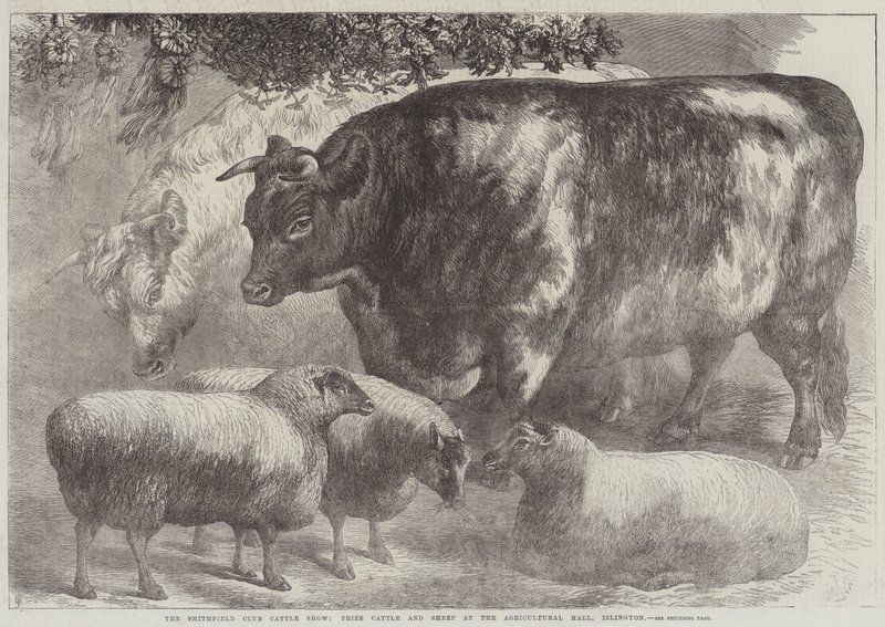 Smithfield Club Cattle Show, premie storfe og sauer i Agricultural Hall, Islington av Samuel John Carter