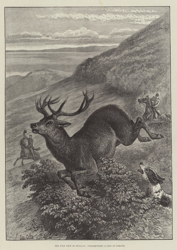 Det ville vesten i England, frigjør en hjort på Exmoor av Samuel John Carter