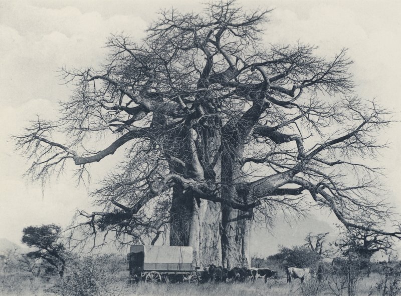 Et baobab-tre (s/hvitt-bilde) av South African Photographer