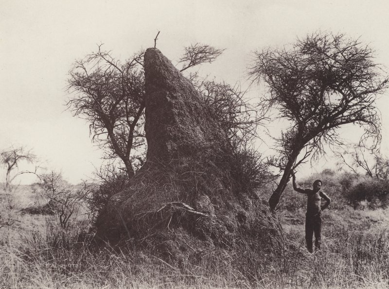 A Mammoth Antheap (s/hvitt bilde) av South African Photographer