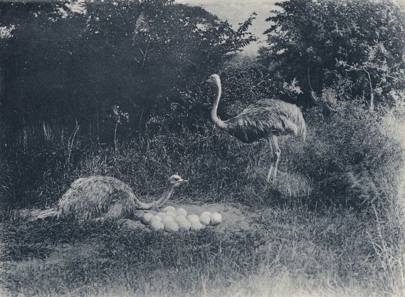Strutser og egg (s/hvitt bilde) av South African Photographer