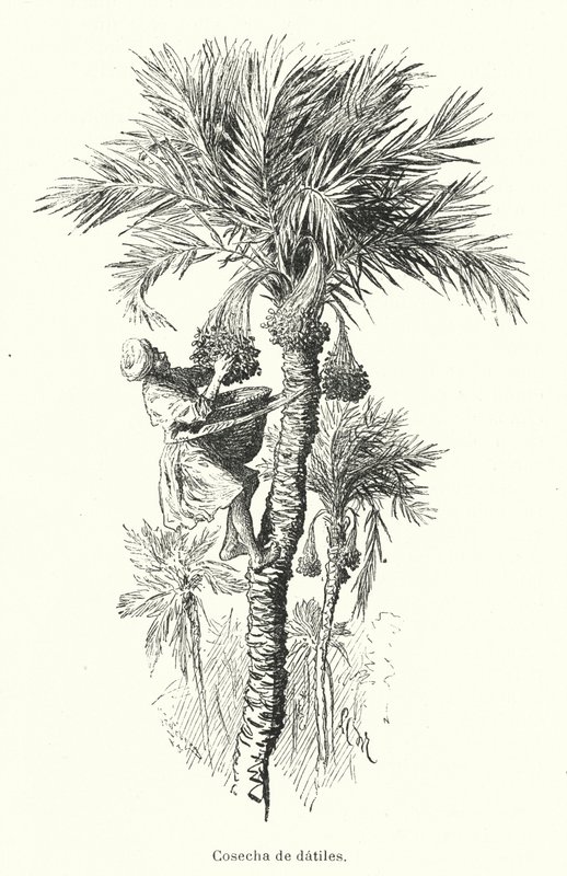 Høsting dadler (litho) av Spanish School