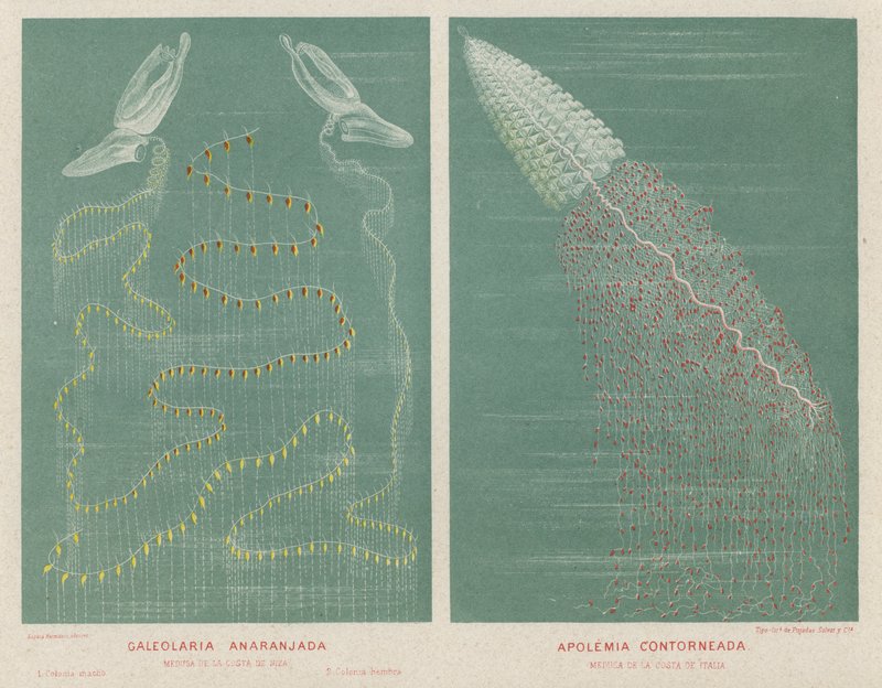 Orange Galeolaria og Contoured Apolemia (farge litho) av Spanish School