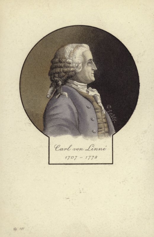 Carl Linnaeus (1707-1778), svensk botaniker og zoolog av Swedish School