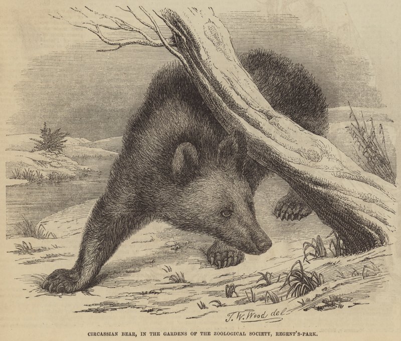 Circassian Bear, i Gardens of the Zoological Society, Regent's-Park av Thomas W. Wood