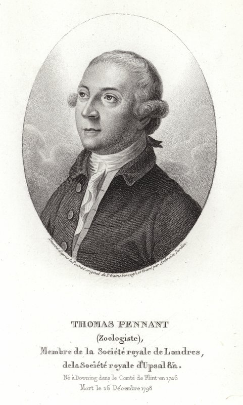 Thomas Pennant av Thomas Gainsborough