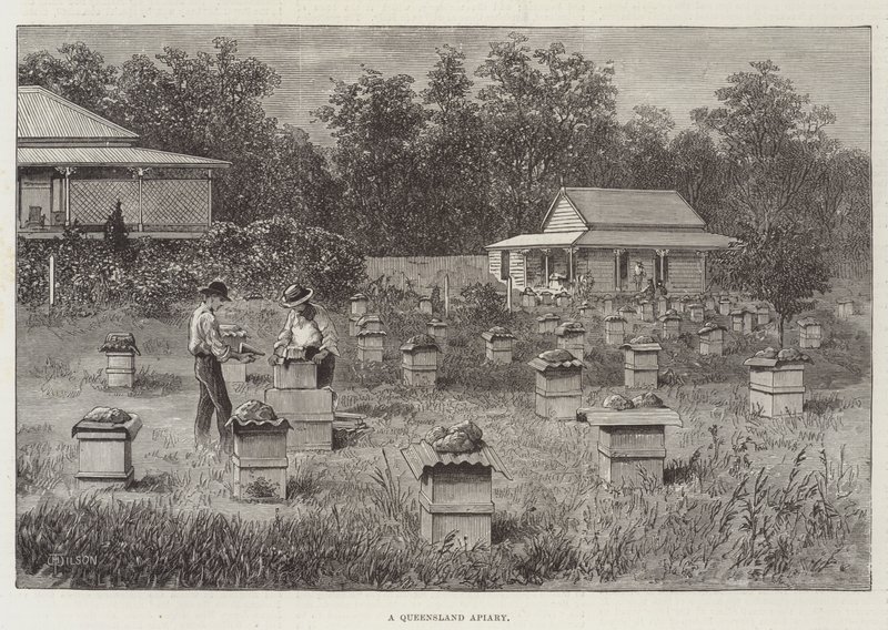 En bigård i Queensland av Thomas Harrington Wilson