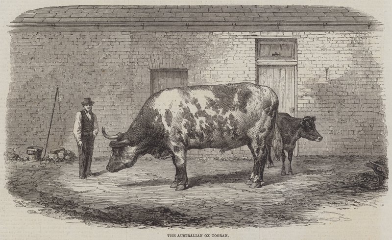 Den australske Ox Tooran av Thomas Harrington Wilson