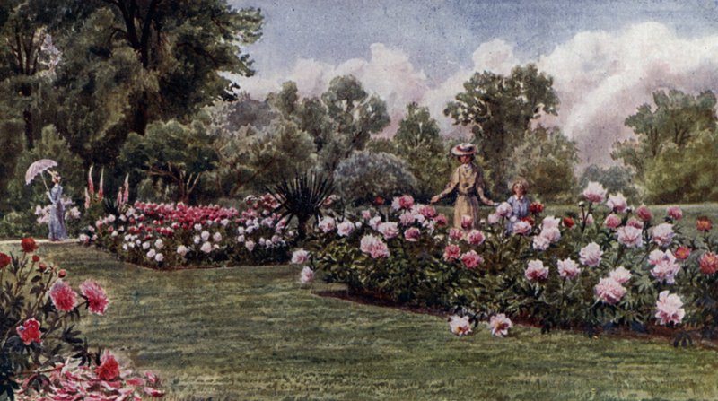 Kew Gardens: The Peonies (litho-farge) av Thomas Mower Martin