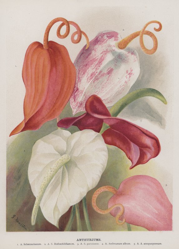 Anthuriums av Unbekannt Unbekannt