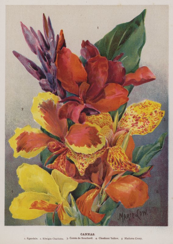 Cannas av Unbekannt Unbekannt