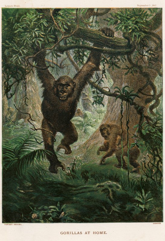 Gorillaer hjemme av Vincent Brooks