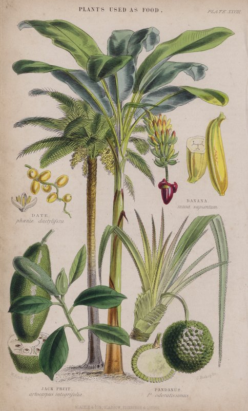 Dato; Banan; Jack Fruit; Pandanus (farget gravering) av W. Fitch