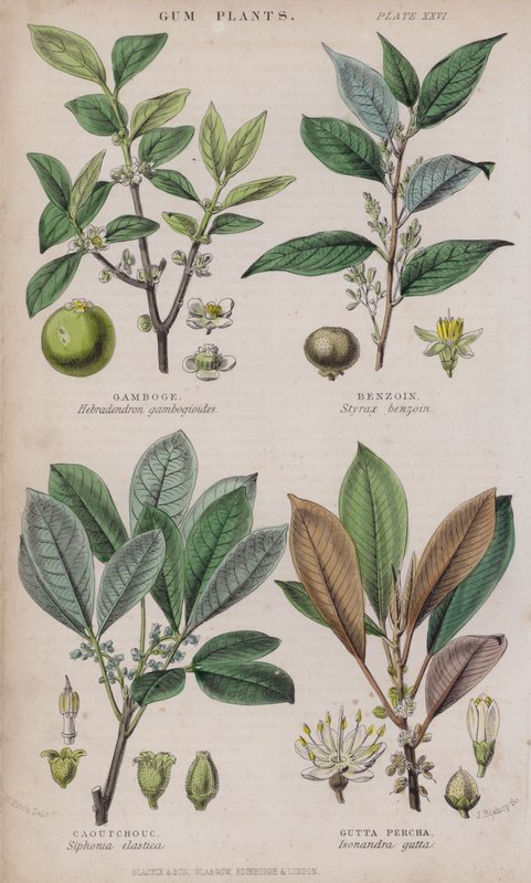 Gamboge; Benzoin; Caoutchouc; Gutta Percha (farget gravering) av W. Fitch