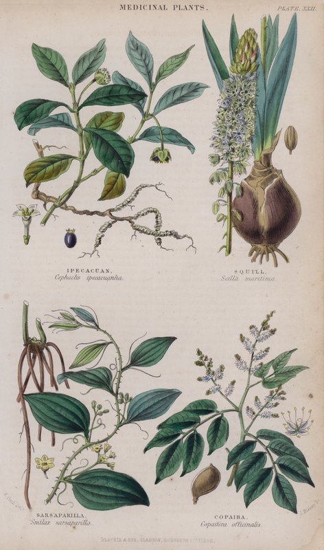Ipecacuanha; Squill; Sarsaparilla; Copaiba (farget gravering) av W. Fitch