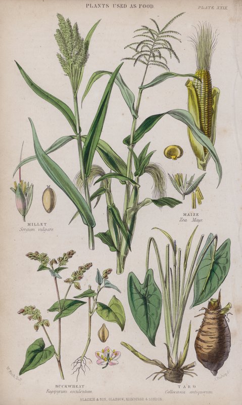 Hirse; Mais; Bokhvete; Taro (farget gravering) av W. Fitch