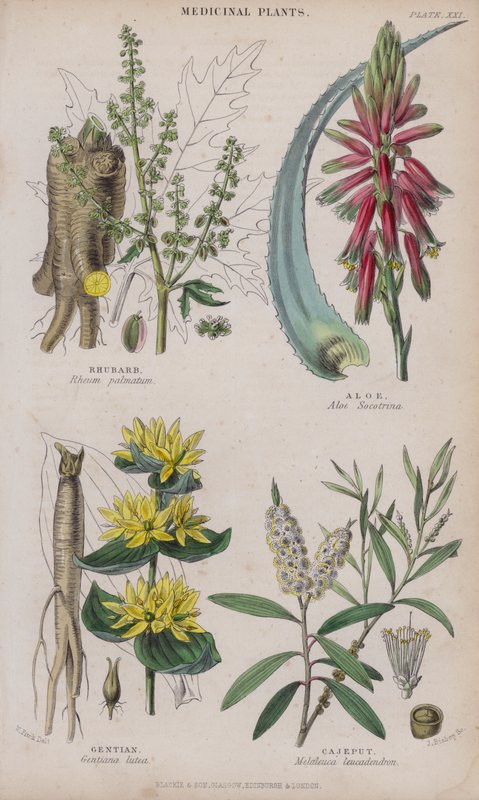 Rabarbra; Aloe; Gentian; Cajeput (farget gravering) av W. Fitch