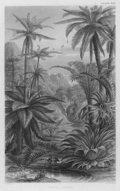 Trebregner (farget gravering) av W. Fitch