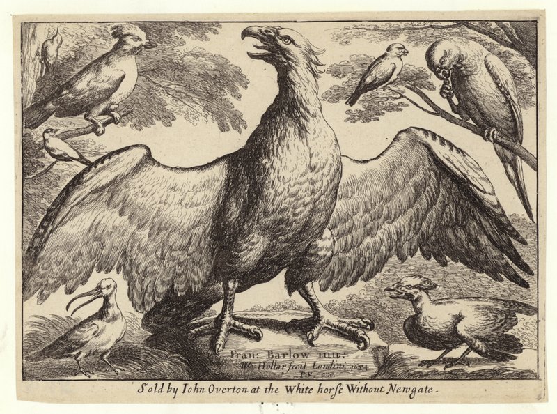 Ørn og andre fugler av Wenceslaus Hollar