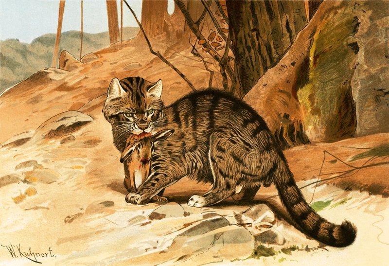 Villkatt av Wilhelm Kuhnert