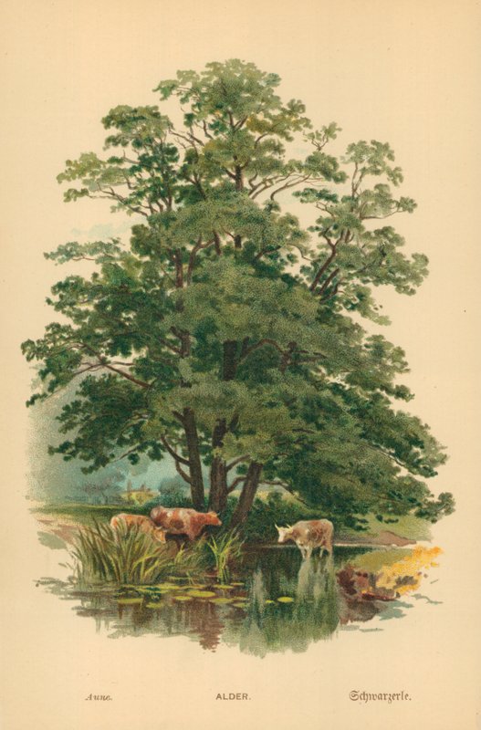 Al av William Henry James Boot