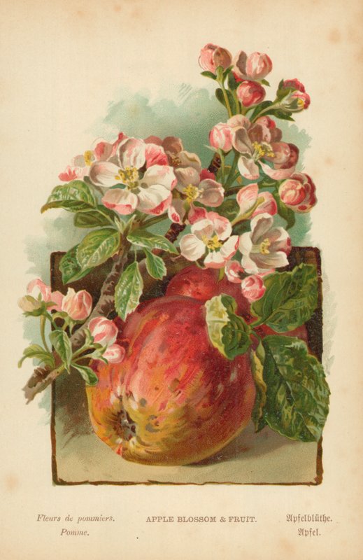 Epleblomst og frukt av William Henry James Boot