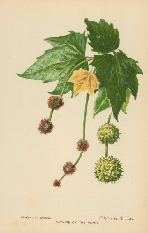 Catkins of the Plane av William Henry James Boot