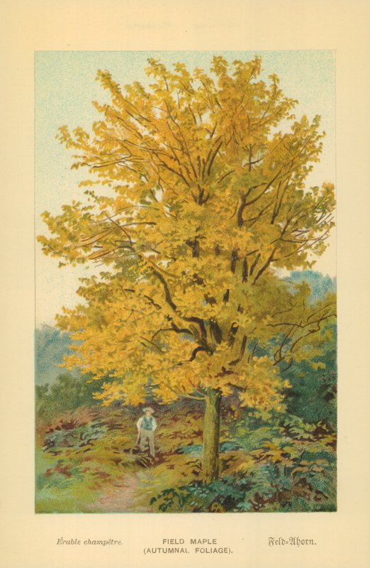 Åkerlønn (høstløvverk) av William Henry James Boot