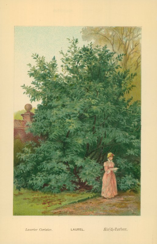 Laurel av William Henry James Boot