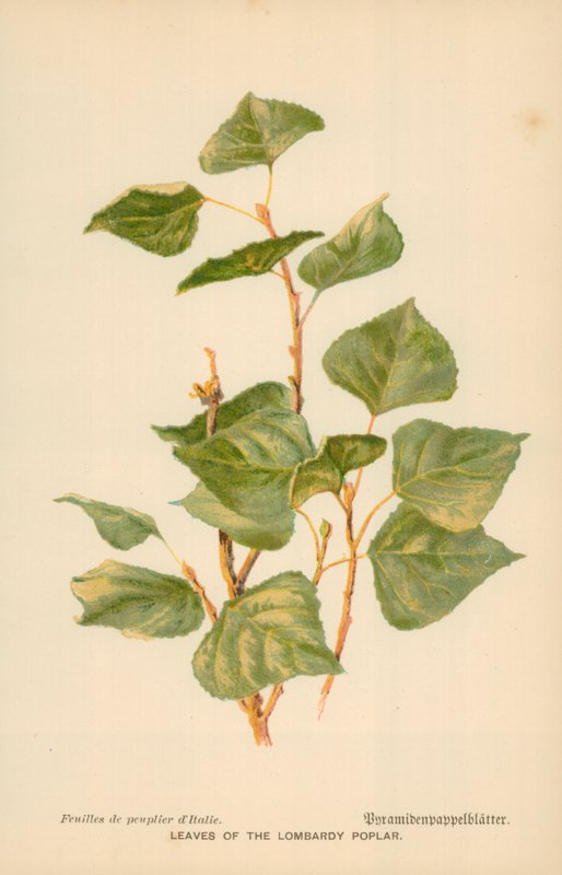 Blader av Lombardia-poppelen av William Henry James Boot