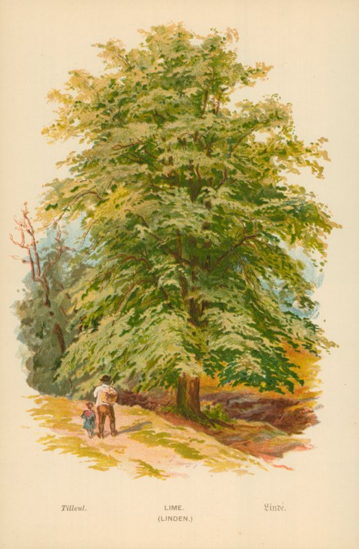 Lime. (Linden) av William Henry James Boot