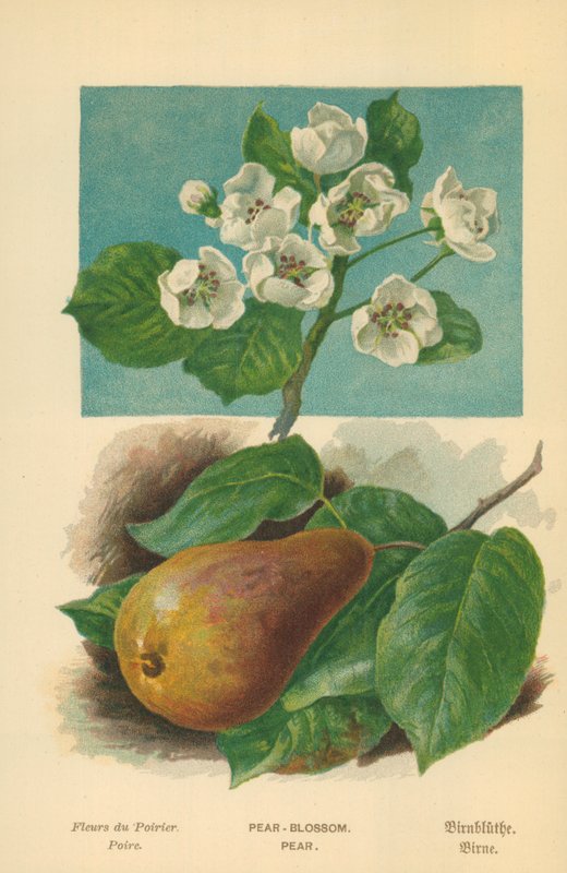 Pære-blomst. Pære av William Henry James Boot