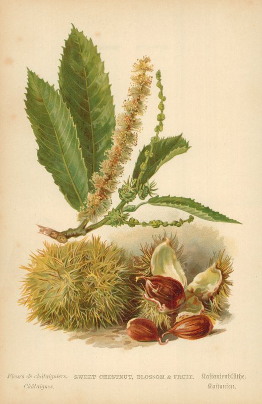 Søt kastanje, blomst og frukt av William Henry James Boot