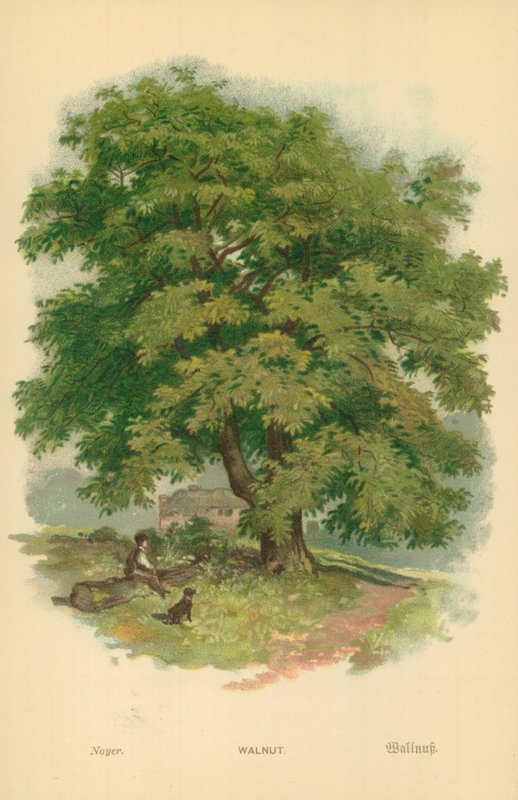 Valnøtt av William Henry James Boot