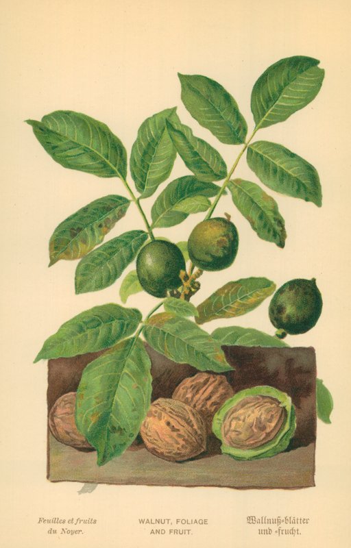 Valnøtt, løvverk og frukt av William Henry James Boot