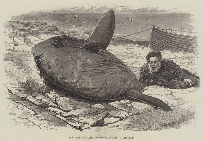 Sun-Fish fanget ved Catalan Bay, Gibraltar av William Henry Pike