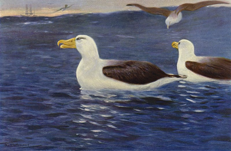 Albatross av after Wilhelm Kuhnert