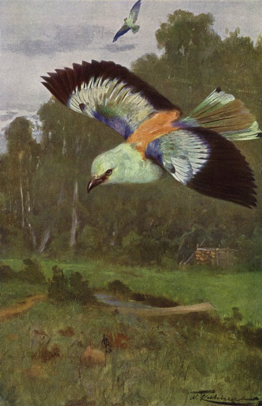 Blå rulle av after Wilhelm Kuhnert
