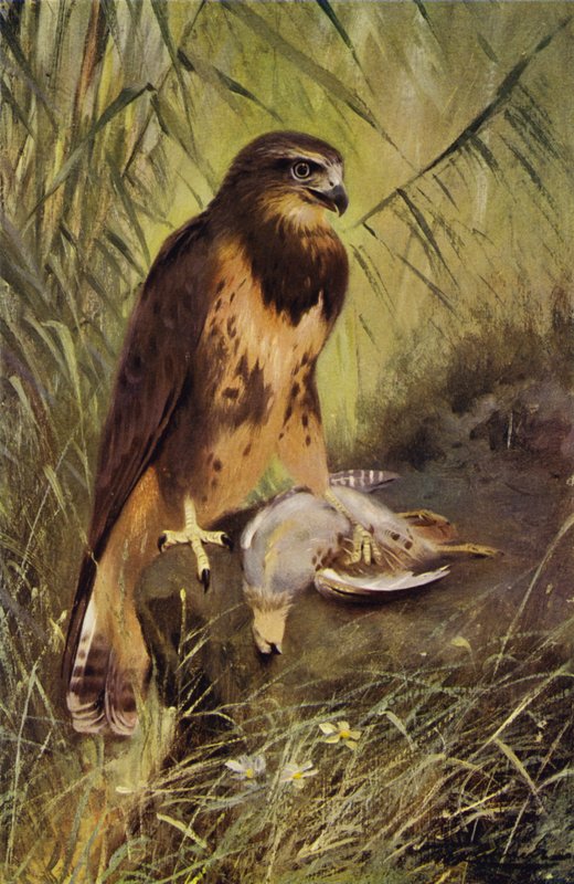 Hauk av after Wilhelm Kuhnert