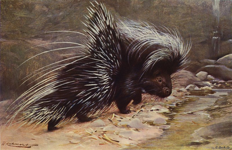 Toppet piggsvin av after Wilhelm Kuhnert