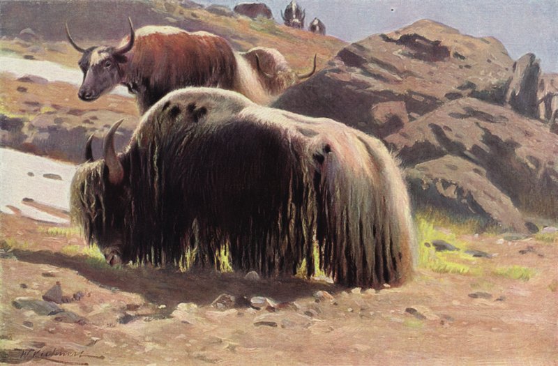 Domestisert Yak av after Wilhelm Kuhnert