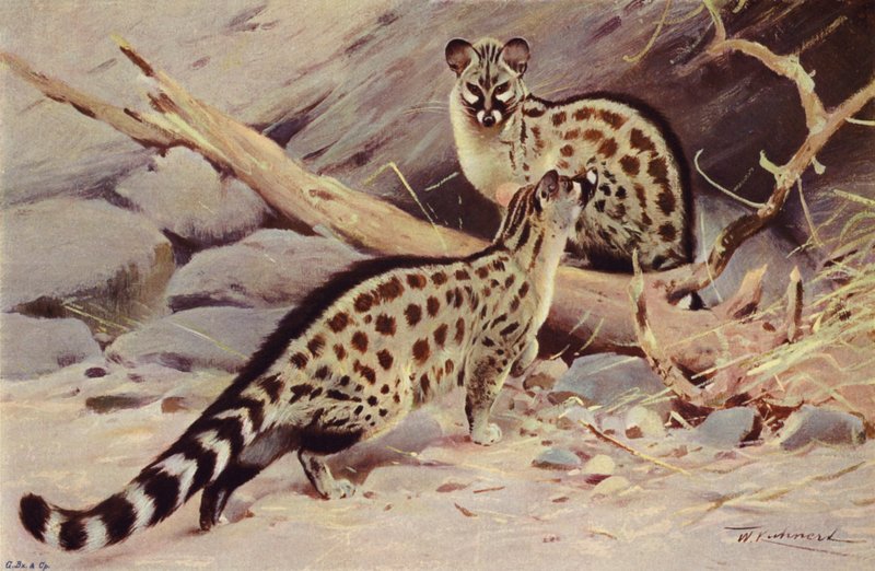 Dongola Genet av after Wilhelm Kuhnert