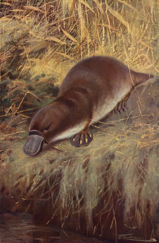 Andenebb av after Wilhelm Kuhnert