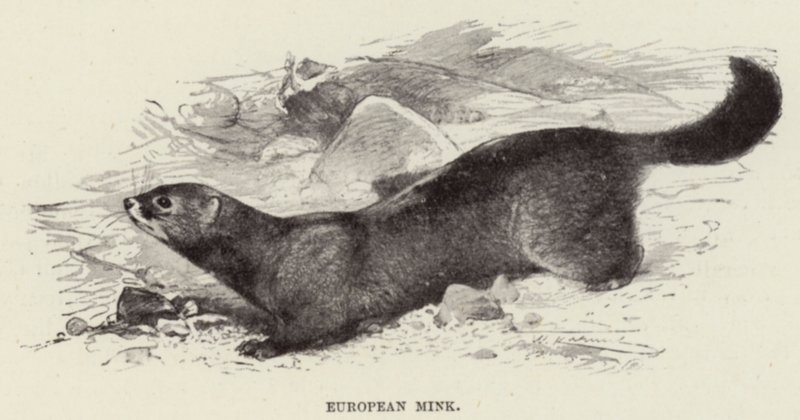 Europeisk mink av after Wilhelm Kuhnert
