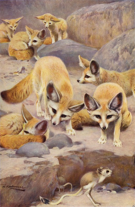 Fennec og Jerboa av after Wilhelm Kuhnert